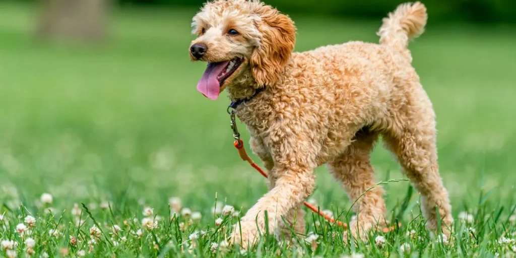 Small Town Business Ideas